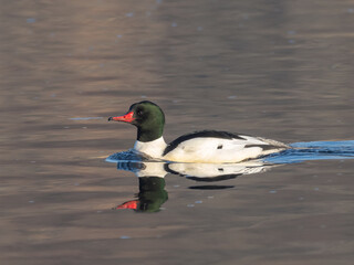 An adult male Common Merganser swimming on calm water with reflection