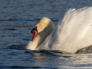 An adult male Mute Swan swimming in display posture with wings raised, taken in early morning light.