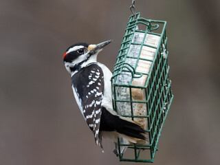 A close up of a male Hairy Woodpecker perched on a bird feeder with suet