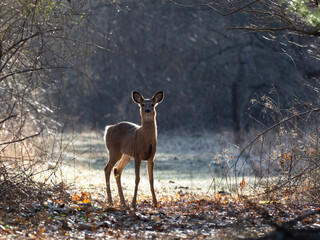A White-tailed deer outlined in sunlight on a frosty morning