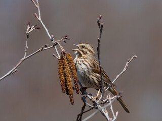 Song Sparrow singing while perched next to spring catkins