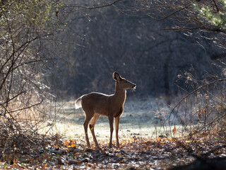 A White-tailed deer outlined in sunlight on a frosty morning