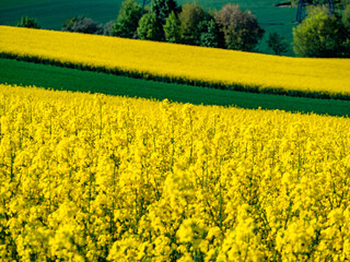 Obraz premium Raps und andere Felder im Frühjahr
