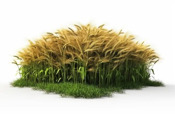 grass isolated on white background