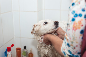 Bonding Over Bath Time: Unrecognizable Human and Cute White Dog in the Shower