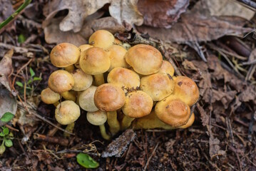 many small brown yellow toadstool mushrooms on the ground in dry fallen leaves in the forest