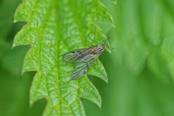 one small gray fly sits on a green leaf of nettle in nature