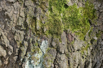 natural plant texture of gray bark and green moss on an oak tree