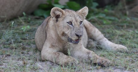 Lion cub in pride feeding on a Zebra as a group in natural African habitat