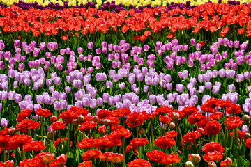 Abbotsford Tulip Festival