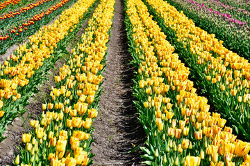 Abbotsford Tulip Festival