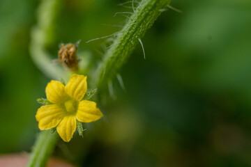 Close up photo of pink and yellow flower hold with hand. The photo is suitable to use for nature background, botanical content media and nature poster.