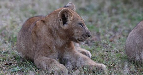 Lion cub in pride feeding on a Zebra as a group in natural African habitat
