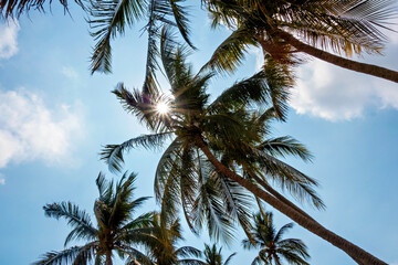 Fototapeta na wymiar Coconut trees, sun, sky, blue, clouds