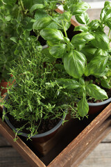 Fototapeta premium Crate with different potted herbs on wooden table, closeup