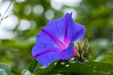 朝顔　アサガオ