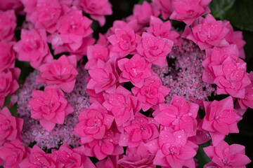 あじさい　色合い