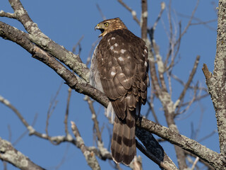 close up of an immature plumage Cooper's Hawk perched in a tree