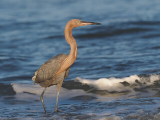 Close up of a Reddish Egret hunting in the surf on the beach