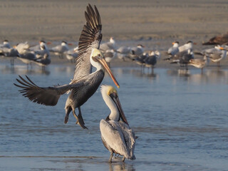 Brown Pelican in flight