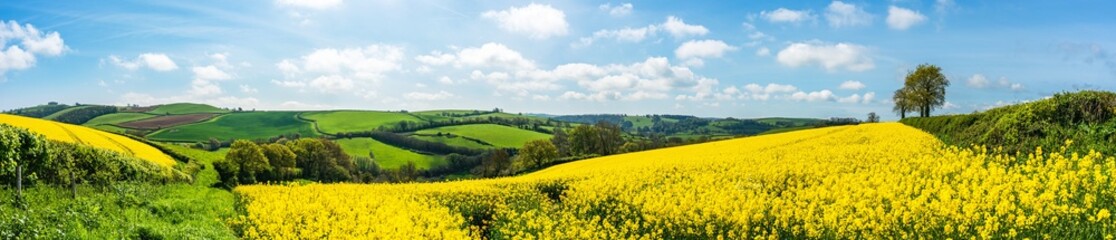 Rapeseed fields and farms, Devon, England