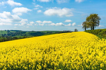 Obraz premium Rapeseed fields and farms, Devon, England