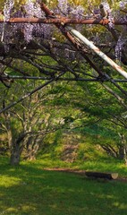 明神川砂防公園の藤2023【香川県三豊市詫間町】