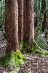 Ballroom Forest, Lake Dove, Cradle Mountain, Tasmania, Australia