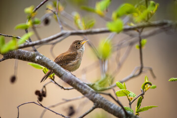 a House Wren singing to attract his partner