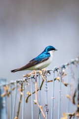 Obraz premium a Tree Swallow showing its blue color