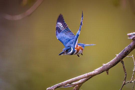 a female Belted Kingfisher flying to catch a fish