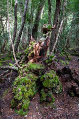 Ballroom Forest, Lake Dove, Cradle Mountain, Tasmania, Australia