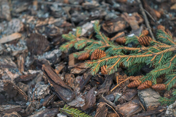 pine tree branch with cones on the ground