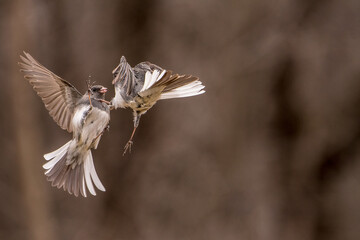 Dark Eyed Juncos in air warfare