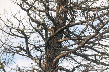 tree branches against sky
