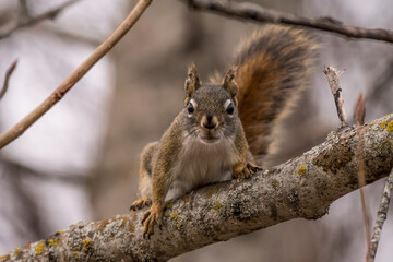 squirrel on a tree