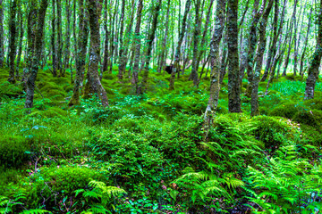 forest in the morning