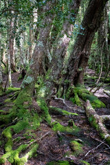 Ballroom Forest, Lake Dove, Cradle Mountain, Tasmania, Australia