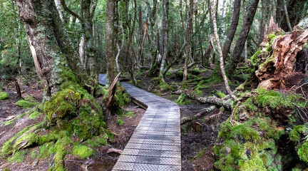 Ballroom Forest, Lake Dove, Cradle Mountain, Tasmania, Australia