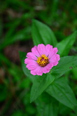 Fototapeta premium pink flower in the wild