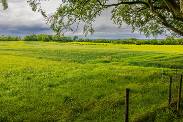 green field by dark hedges