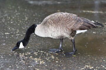 Goose Foraging for Food in the Rain 