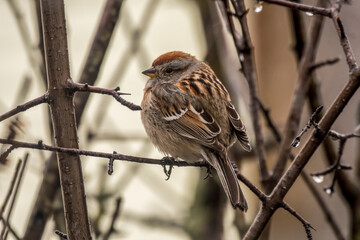 Tree Sparrow on a branch