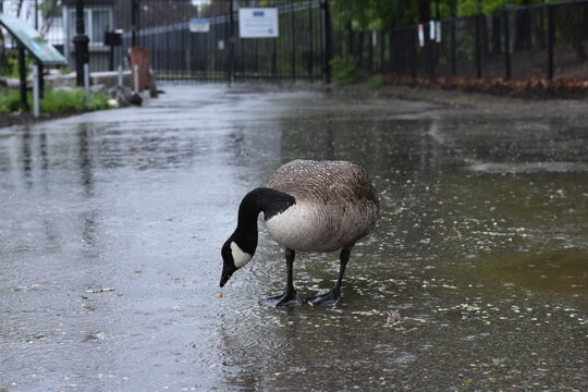 Goose Foraging in the Rain on Roosevelt Island