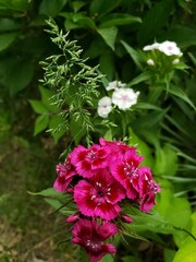pink and white flowers