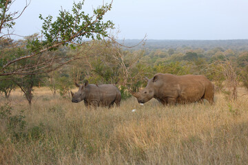 Obraz premium Breitmaulnashorn und Rotschnabel-Madenhacker / Square-lipped rhinoceros and Red-billed oxpecker / Ceratotherium simum et Buphagus erythrorhynchus.