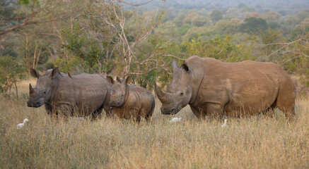 Fototapeta premium Breitmaulnashorn / Square-lipped rhinoceros / Ceratotherium simum.
