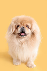 Cute dog on yellow background