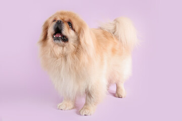 Cute dog on lilac background
