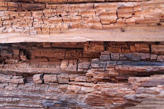 Textured Rotten Wood Board. Rotten Wood Images. Wood texture